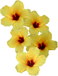  Hibiscus: the Hawaiian state flower  