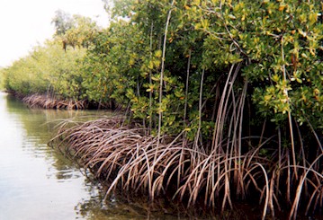 Mangrove-lined channel
