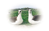 A pair of adult albatross sit on the grass looking at the camera.