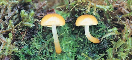 Two mushrooms with shallow rounded caps on the forest floor 