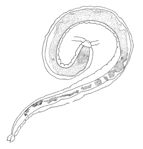 scientific drawing of a worm