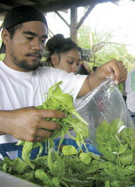 youth baging organic greens