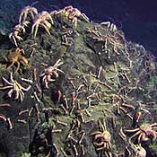 dense group of crabs on rocks