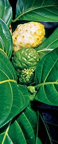 noni plant and fruit