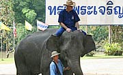 mad riding an elephant, click for story