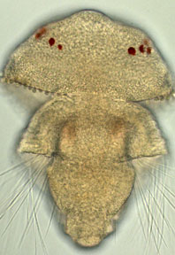brachiopod under a microscope