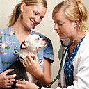 Permanent Link to Veterinary studies program in demand