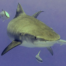 Permanent Link to Acoustic shark sensors monitor Palau sharks