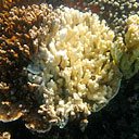 Permanent Link to Helping coral in peril