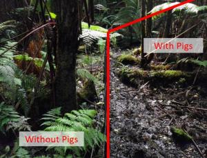 Split image of untouched area versus area impacted by feral pigs 