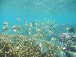 Surgeonfish swim amongst tropical reef corals. Credit: Elizabeth Madin, University of Hawai’i. 