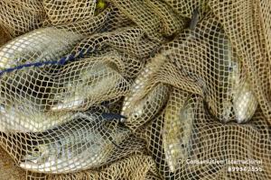 Fish in a net. Credit: Trond Larsen/ Conservation International