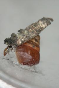 Snail eating bug