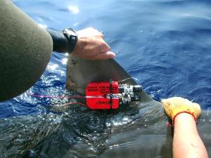 Accelerometer attached to the dorsal fin of a tiger shark (C.Meyer)