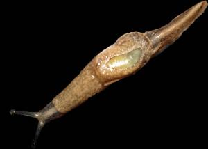 The semi-slug that has been heavily implicated in transmission of rat lung worm disease.