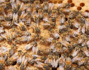 Honeybee with DWV symptoms - Scott Nikaido/Science