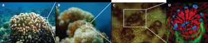 The confocal microscope captures fine detail of coral structures. Credit: H. Putnam & C. Farrar