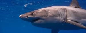 White shark near Guadalupe, Mexico, a source area for sharks visiting Hawaii. Credit: K. Weng