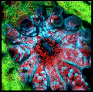 A laser scanning confocal microscope generates vibrant coral images (Photo courtesy Gates Lab)