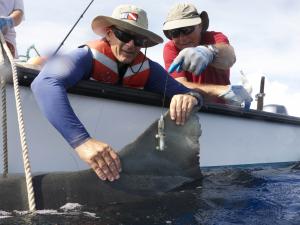 Drs. Carl Meyer, at left, and Kim Holland attach a satellite tag to a tiger shark off Maui.