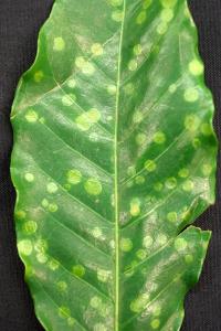 Coffee leaf with symptomatic lesions