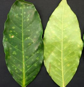 Both sides of coffee leaves with symptomatic lesions