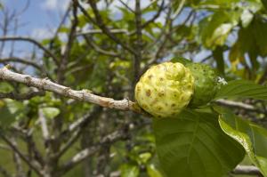 Close-up of a noni fruit on a Healing Noni tree.