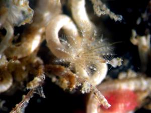 The tubeworm Hydroides elegans with its feather-like (tentacles) extended. Credit: B. Nedved, UH.