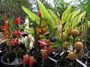 A large selection of gingers and heliconias will be available at the sale.