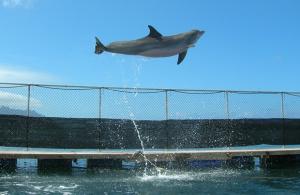 BJ, a 29-year-old female Tursiops.