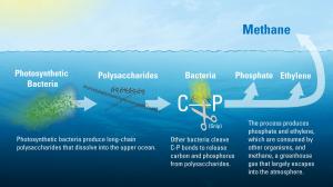Bacteria break down polysaccharides--releasing phosphorus and methane. Credit: Eric Taylor, WHOI. 