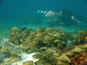 Fish in a marine protected area (MPA).