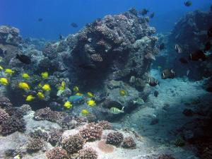 Healthy reef in Hawai‘i. Credit: K. Stamoulis