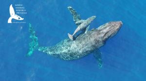 Newswise: UH marine mammal research captures rare video of newborn humpback whale