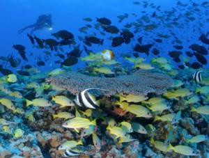 diver and fish by coral reef