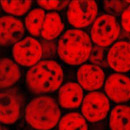 Symbiodinium algae under microscope appearing like red balls with dark spots