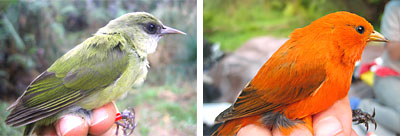 A small green bird and a bright orange bird