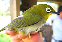green bird with white ring around its eye
