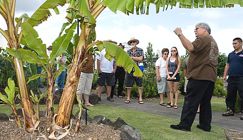 people looking at banana tree