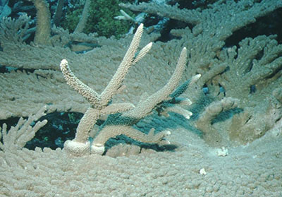 Acropora coral 