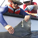 Research team tags tiger sharks off Maui