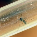 Researchers test new dengue detection kit