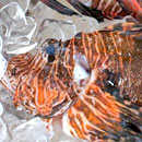 Invasive lionfish likely safe to eat after all