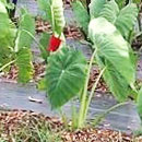Waimanalo Research Station holds sustainable agriculture open house