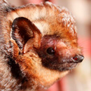 Researchers discover origins of Hawaiian hoary bat