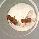 New research uncovers brain circuit in fruit fly that detects anti-aphrodisiac
