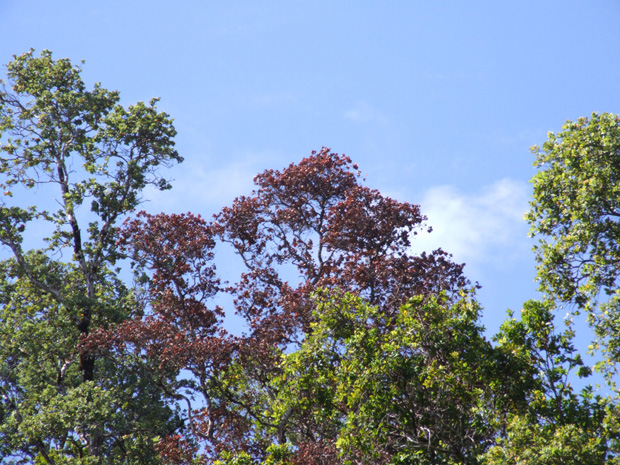 Symptoms of Rapid Ohia Death, caused by the fungus Ceratocystis fimbriata, include rapid browning of affected tree crowns. Photo from C T A H R.