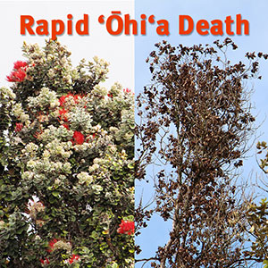 healthy and dying ohia trees