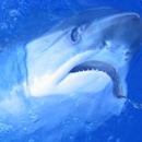 Fishing networks study may save sharks