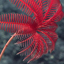 Explore world’s deepest ocean trench with live feed from expedition